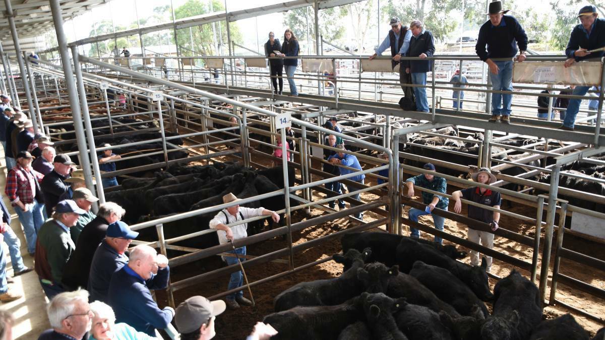DEMAND: Prices held firm at Bairnsdale despite a smaller yarding down on previous sales.