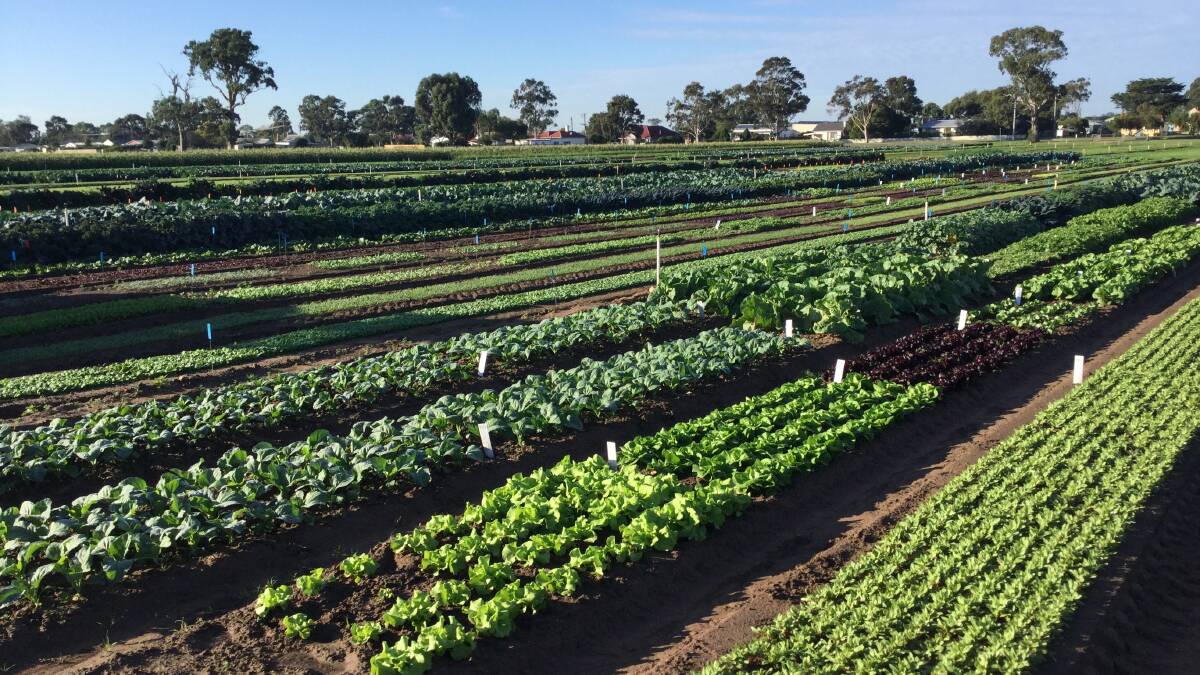 LOOKING GOOD: The East Gippsland Vegetable Innovation Days' trial site at Lindenow.