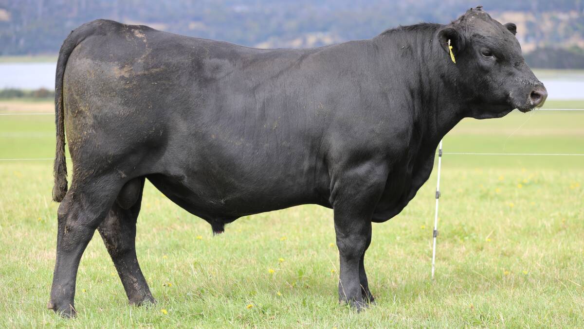 Landfall Signature S1755, a leading Landfall Angus bull. File picture
