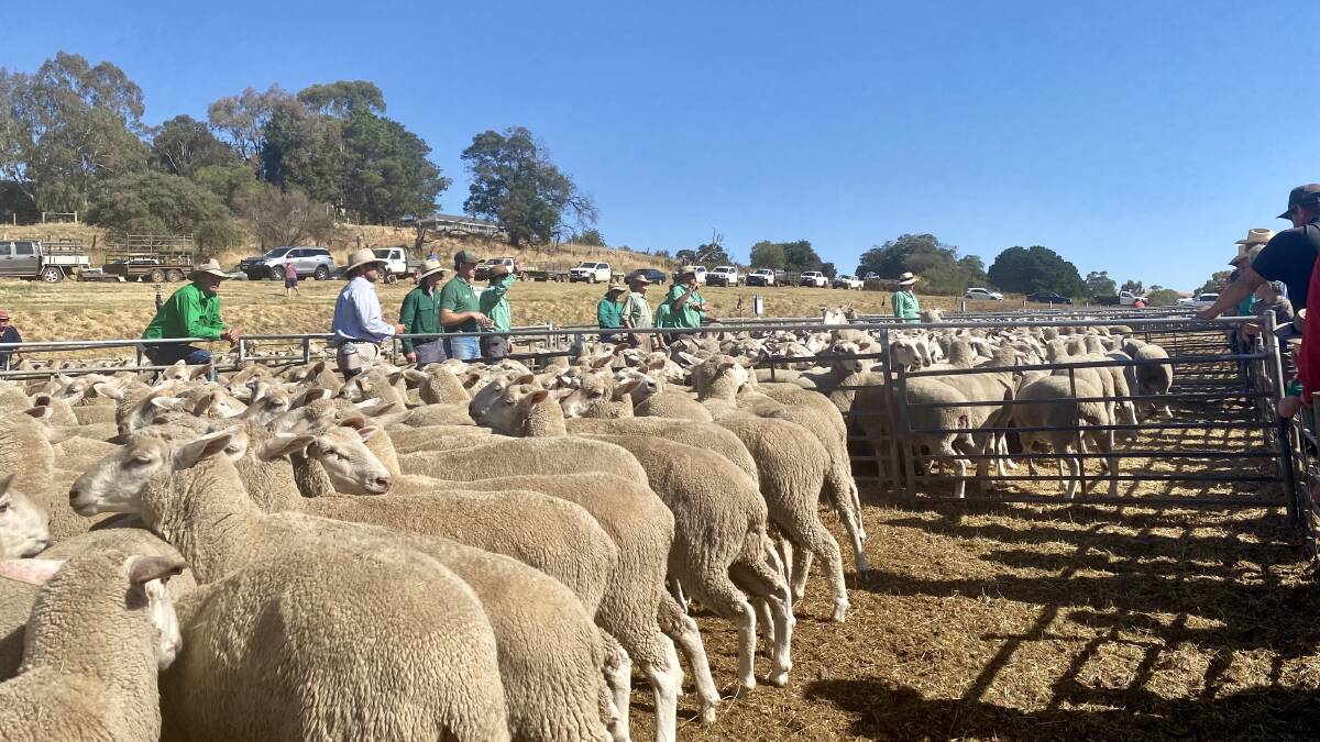 WESTERN VICTORIA: About 6500 sheep were sold at Casterton last week during the town's annual summer store sale.
