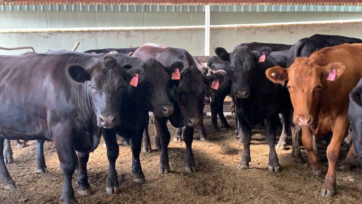 Some of the charity beef cattle set to be auctioned at the Victorian Livestock Exchange in South Gippsland on February 10. Picture supplied