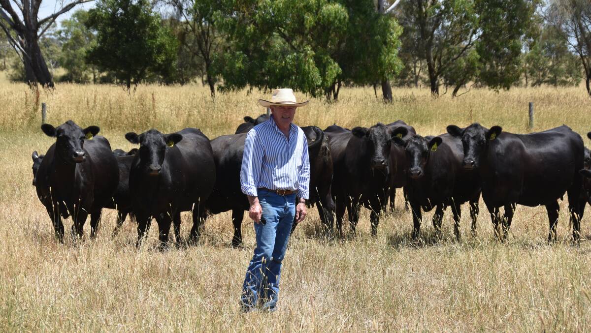 Michael Carroll, Widgeegonga, Derrinallum, with his line of 31 pregnancy-tested-0in-calf spring-calving cows prior to the calves being weaned. Picture supplied