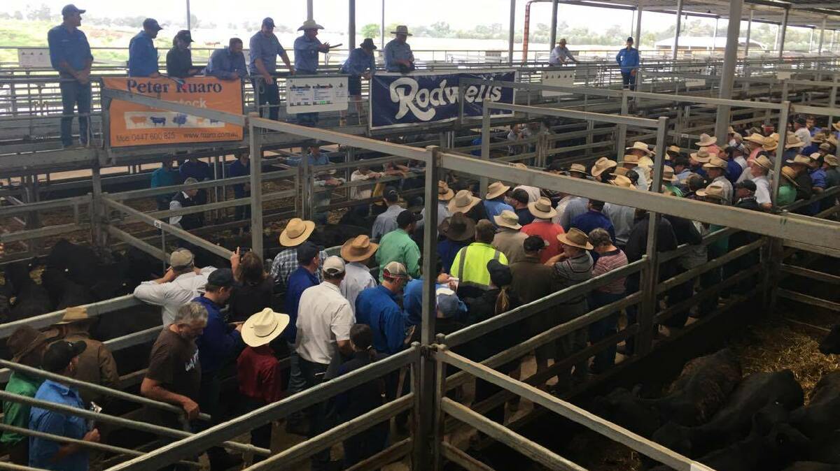 A huge volume of cattle will be offered across northern Victoria in January.