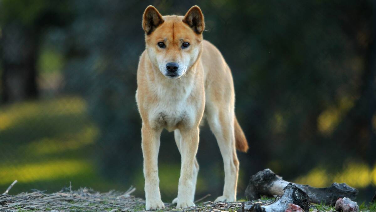 OUTCRY: Southern Grampians Shire Council will write to the Victoria government outlining its concerns about a plan to reintroduce dingoes into the Victorian bush.
