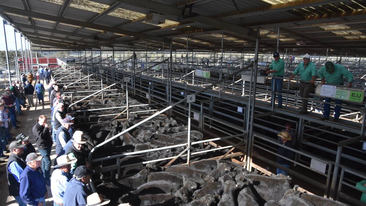SOLD: Agents said local restockers and buyers from South Gippsland bought most of the cattle at Bairnsdale on Friday. File photo.