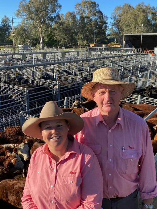 SALE: Elders agents Kirsty Taylor and Stephen Street in front of the best presented pen of steers, offered by WJ & MD Goldsworthy, Eurobin, at Myrtleford.