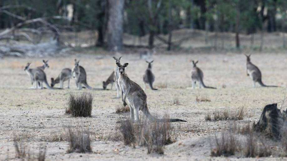 HOLD UP: A temporary hold remains in placed for Victoria's kangaroo harvest program in East Gippsland and the north-east due to recent bushfires.