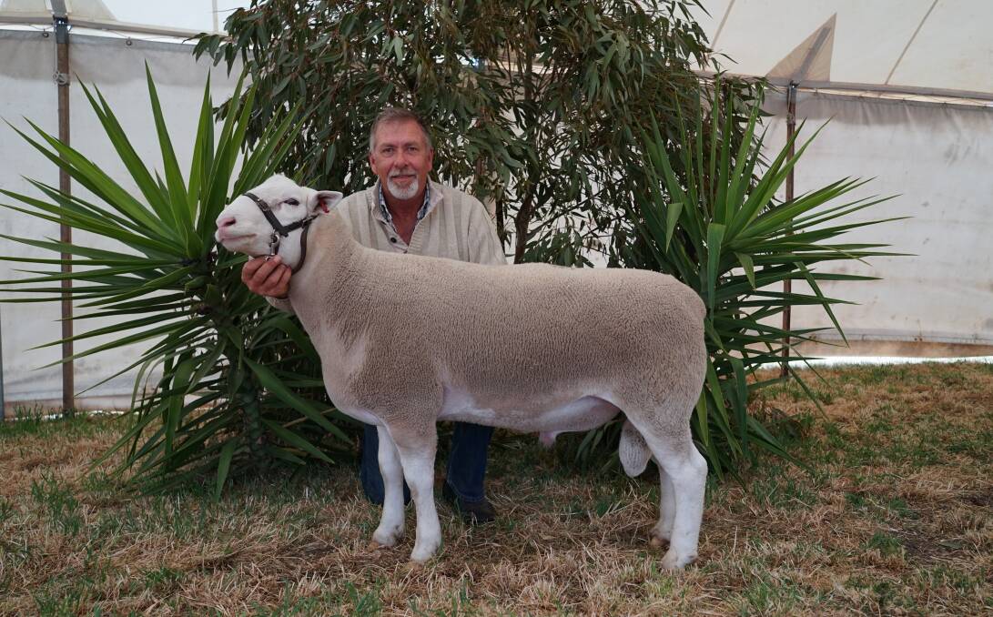 Detpa Grove White Suffolk stud principal David Pipkorn, Jeparit, with the top-priced stud ram which sold for $12,500. Picture by Rachel Simmonds