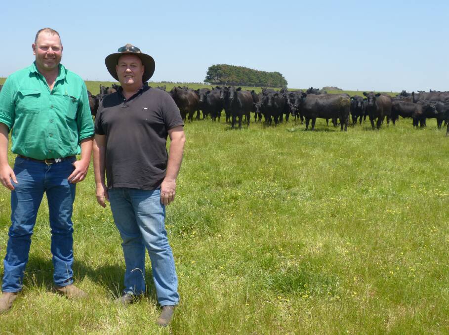 GIPPSLAND: Bergamin Pastoral Co manager Ben Cumming and director John Bergamin, Willow Grove, with a line of Angus steer calves set to be sold at Pakenham's feature store and weaner sale in January.