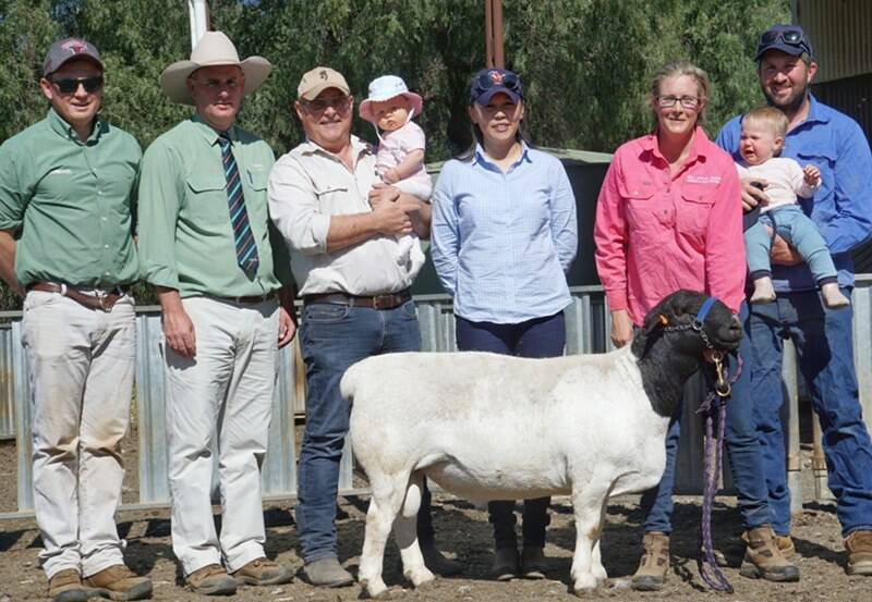 BEST RAM: Landmark Echuca livestock manager Lachlan Collins, auctioneer Peter Godbolt, Khan Dorpers principals Matt, Zaya and Emily Wood and Dell African Dumisa pincipals Andrea, Ryan and Abigail Vagg with then top-priced ram which sold for $500. Photo by studstocksales.
