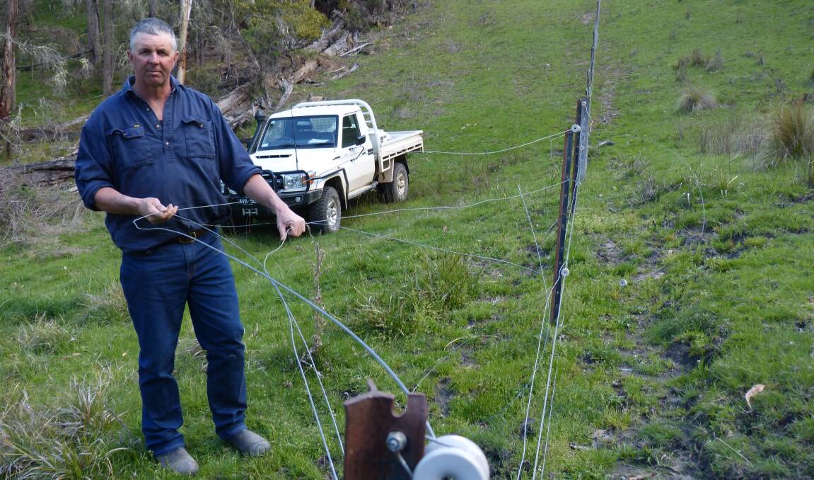 FRUSTRATED: Omeo grazier Simon Lawlor says wild deer are damaging exclusion fencing used to protect lambs from wild dogs at his property in the Upper Livingstone Valley.