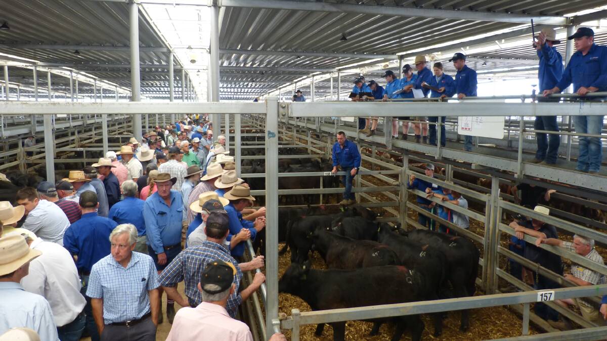 SOLD: Agents yarded 1000 cattle at Wodonga on Thursday. File photo.