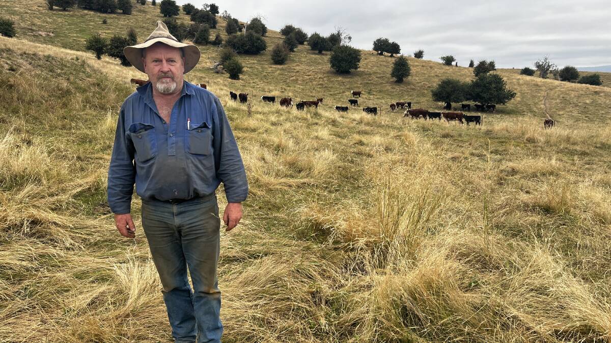 GREAT SEASON: Danny Cook, Beloka Pastoral, Benambra, with some of his Hereford and Black Baldy weaner calves set to be auctioned at Benambra's weaner sale on March 8.