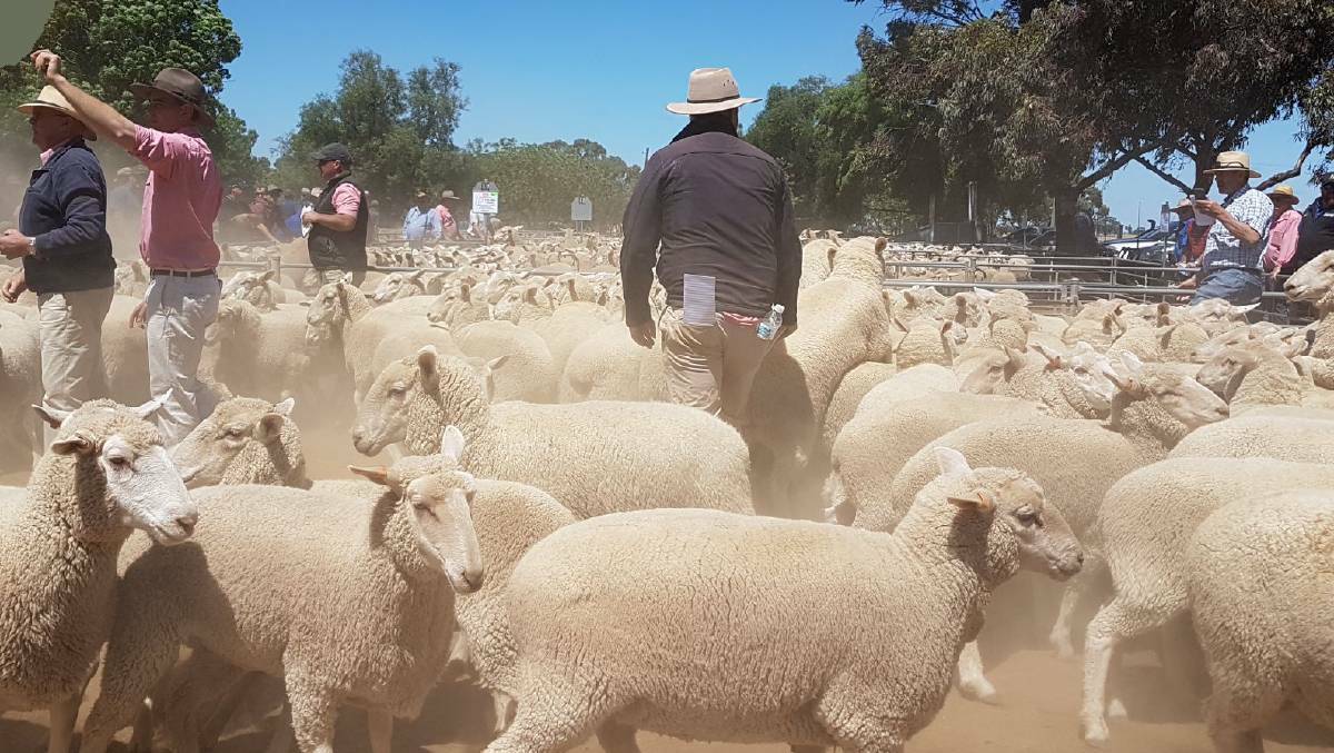 SALE-O: About 5000 sheep were yarded at the special store sheep sale at Wycheproof on Friday. File photo.