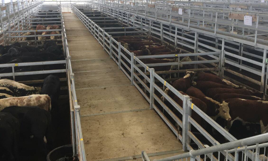 MARKET: Cattle were spaced evenly thoughout the saleyard at Sale on Friday.