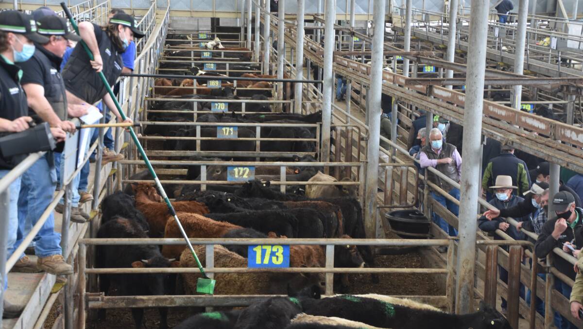 SALE-O: The fortnightly store sale featured about 2300 cattle. File photo.