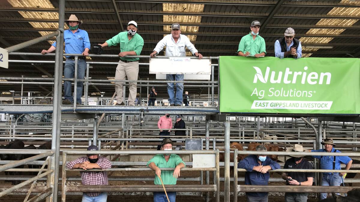 SALE-O: The Nutrien East Gippsland Livestock team sell a pen of cattle at Bairnsdale on Friday.