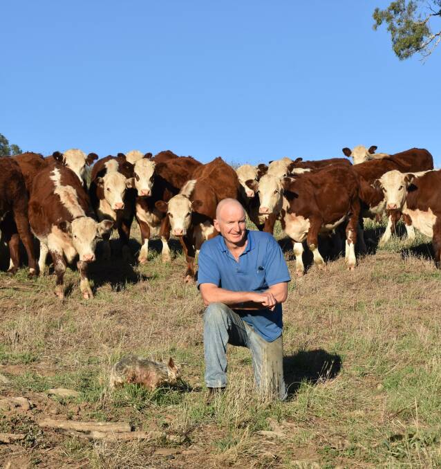 FINE FORM: Craig Lloyd, Reedy Flat, lost a third of his property during last summer's fires, but says the cattle and country have bounced back well.