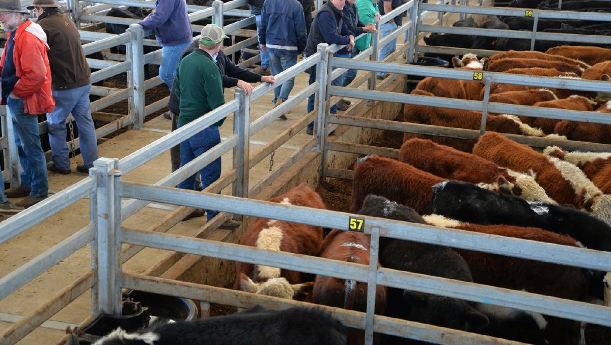 FINAL SALE: More than 1100 cattle were yarded for sale at Sale on Friday.