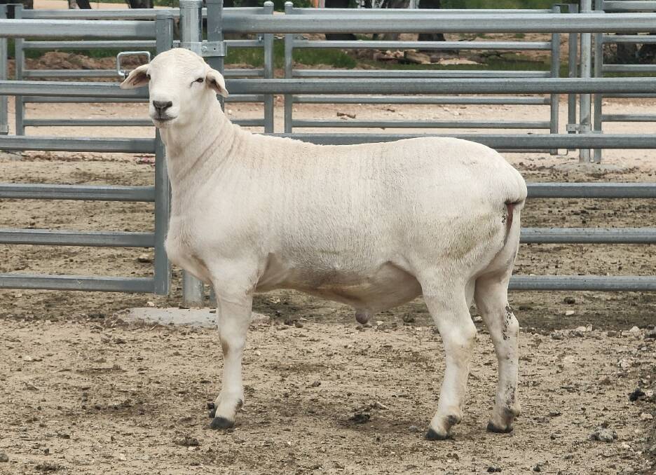 The top-priced Gamadale Australian Whites $27,000 ram was bought by Double C Australian Whites, Dubbo, NSW.