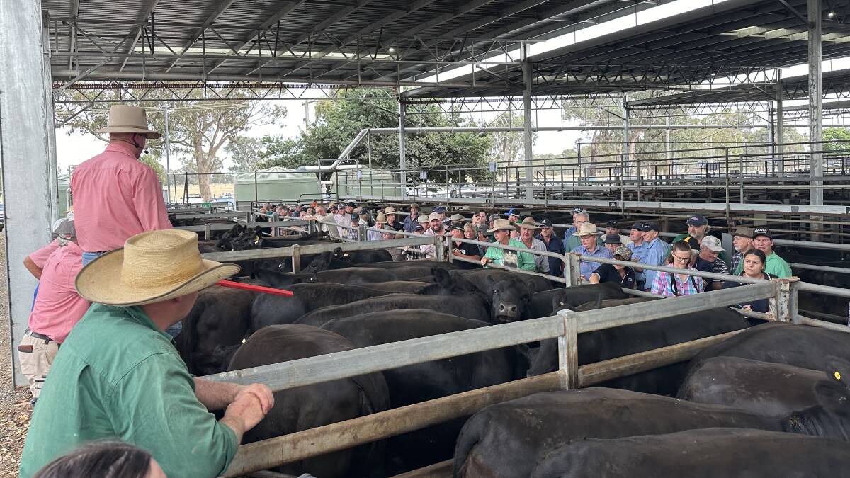 Agents yarded about 2000 cattle at the annual feature female Angus sale at Euroa. Picture supplied