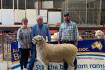 Bakers top Horsham Border Leicester National sale one last time