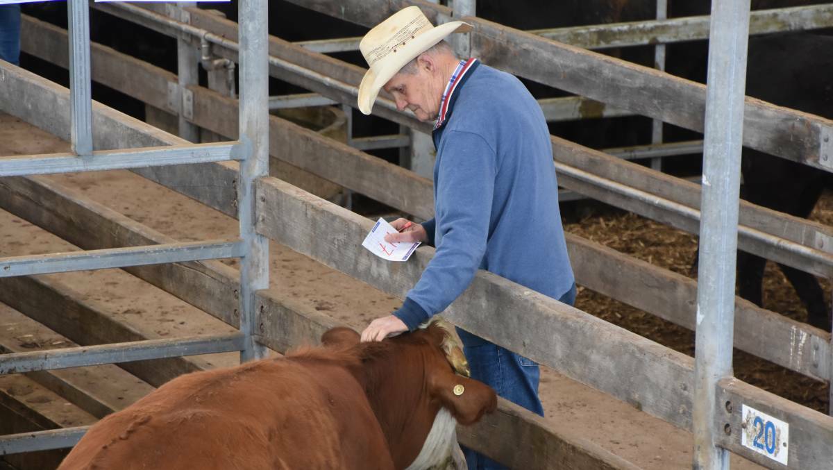 INTEREST: Prices for weaner cattle in the western district are expected to boom.