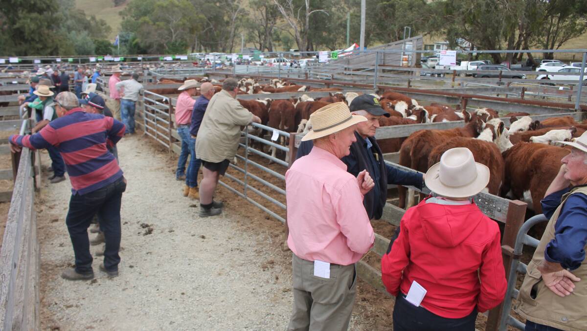 The annual Ensay weaner sale featured 1100 Hereford and Hereford/Shorthorn-cross cattle. Picture by Philippe Perez