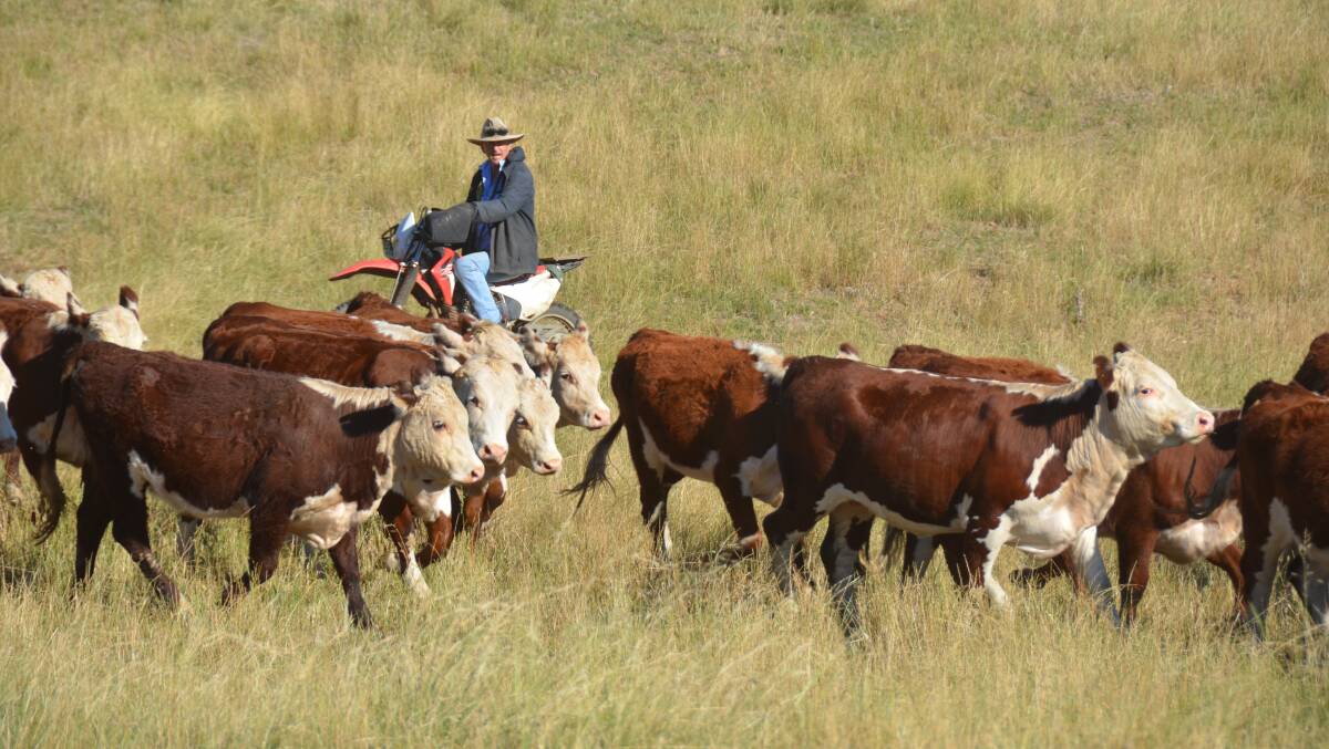 Fraser Barry moves a mob of weaners at Bindi Station. Picture by Bryce Eishold