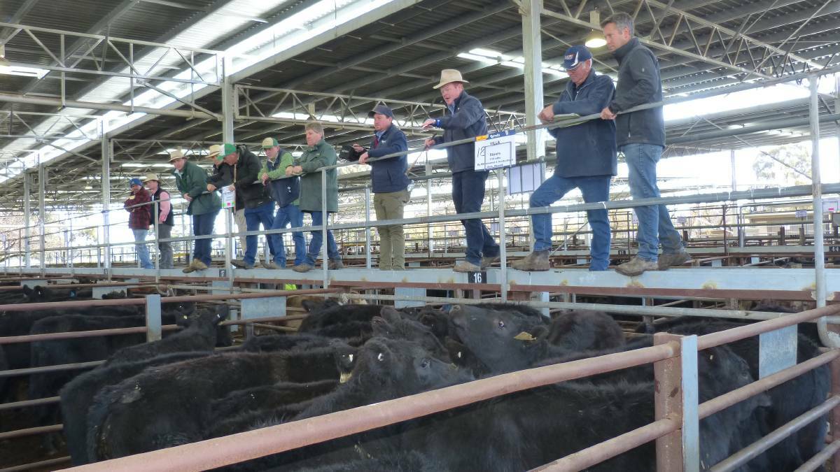 SALE: Agents yarded about 1300 cattle at Euroa.
