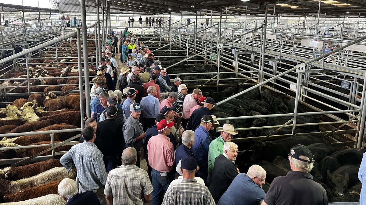 Agents yarded about 950 cattle at Bairnsdale's fortnightly sale. File photo.