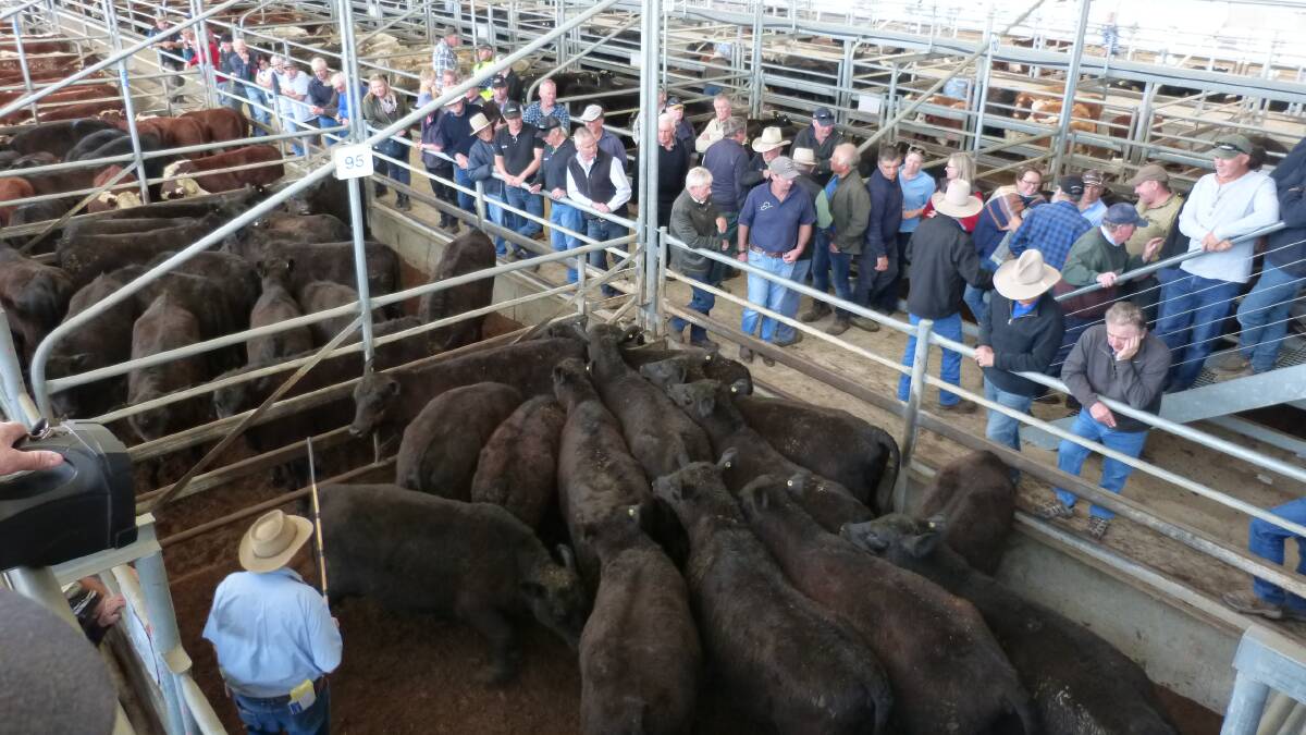 SALE: Agents yarded about 450 cattle at the fortnightly store sale.