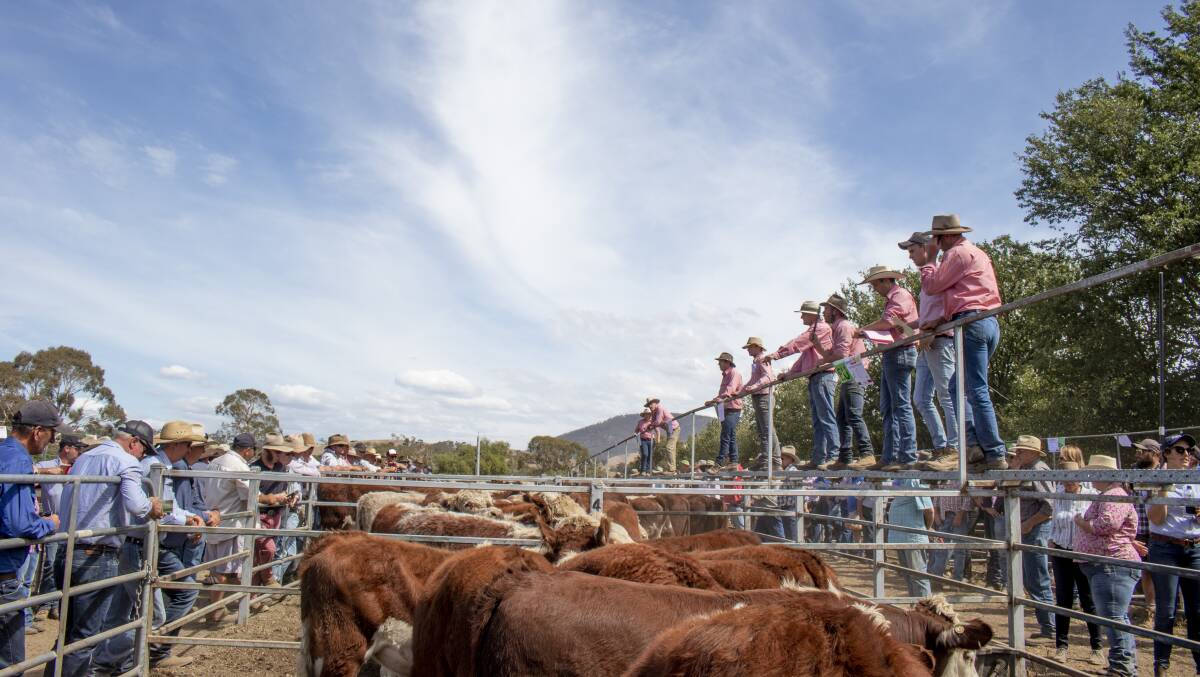 OUTLOOK: About 1500 Hereford and Hereford Shorthorn-cross weaner cattle will be sold at the final Mountain Calf Sale in Omeo.