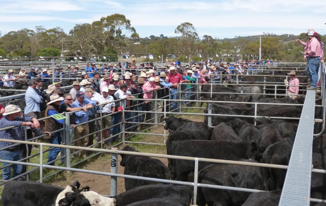 DEMAND: More than 3000 black cattle will be sold at Omeo next week.