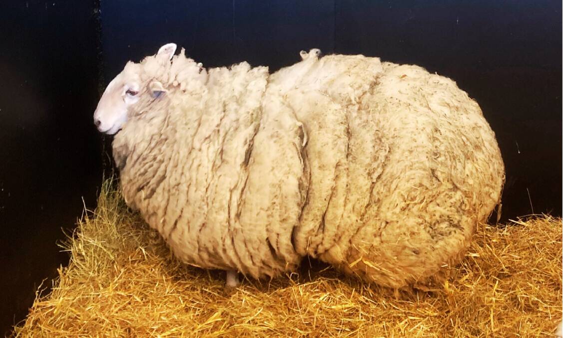 The stray sheep affectionately known as Sugar will be shorn and looked after by volunteers. Picture supplied