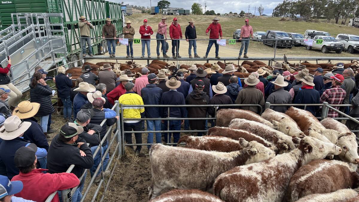 Close to 7000 cattle went under the hammer in Victoria's high country during the 2023 Mountain Calf Sales. Picture by Bryce Eishold