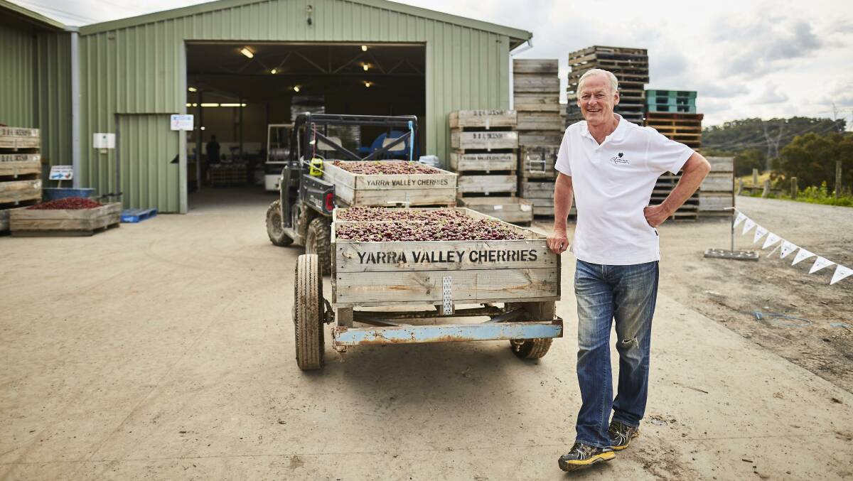 SUPPORT LOCAL: Yarra Valley Cherries owner Andrew Fairley, Seville, says Australian cherries are far more supioer than their foriegn counterparts.