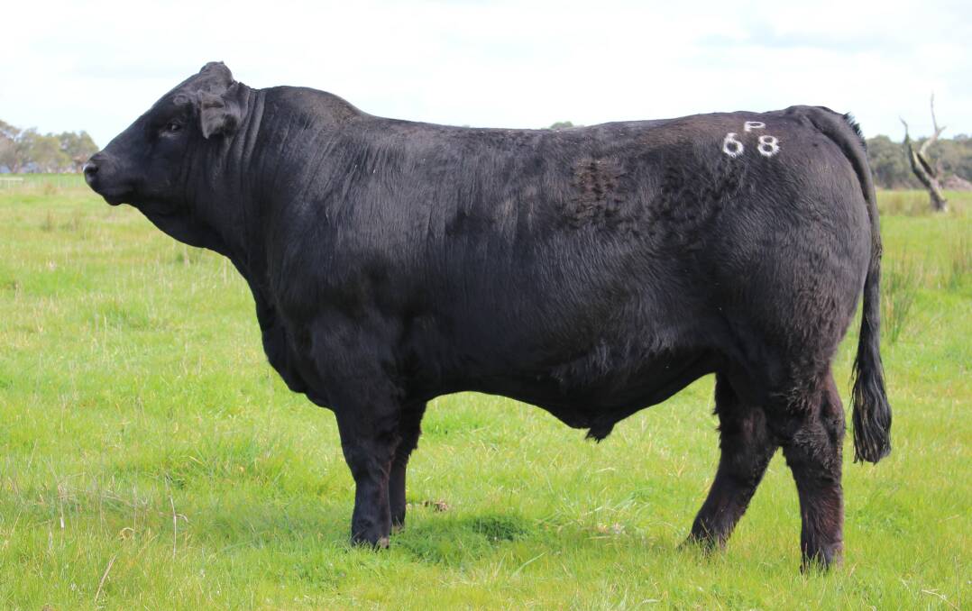 BIG BOY: Woonallee Simmentals sold its top-priced bull Picasso P68 for $10,000 to Darryl and Charmaine Patterson, Bentley, NSW at Mortlake on Friday. 