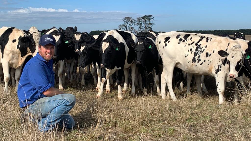 LOOKING FOR OPTIONS: Dairy farmer Alistair Harris, Larpent, supplies about 150 Wagyu-cross calves to Beefcorp Australia annually.