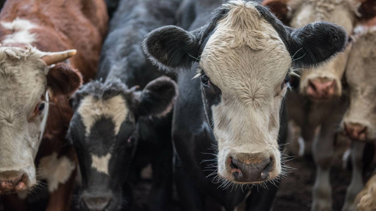 STOCK MOVEMENT: Thousands of cattle and sheep are entering Victoria from New South Wales and Queensland each week due to reasonable pricing and dry conditions in the northern states.