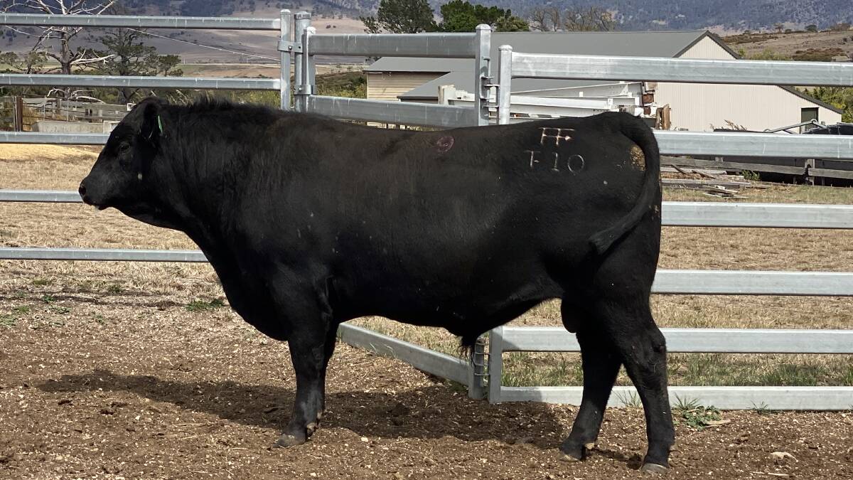 Lot 9, Tamaroo Iceman T10, was sold for $12,000.