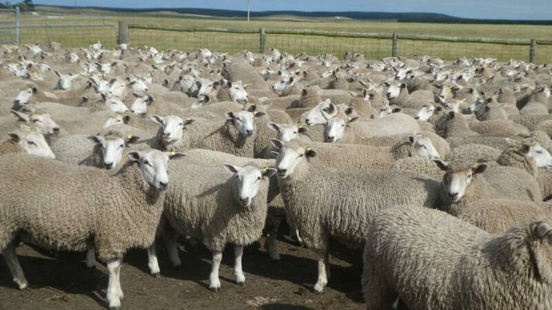 STRONG INTEREST: Cashmore Oaklea ewe lambs which weighed 53kg and were bought for $270 during the sale.