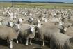 Cashmore Oaklea ewe lambs hit $502 to buyers from five states