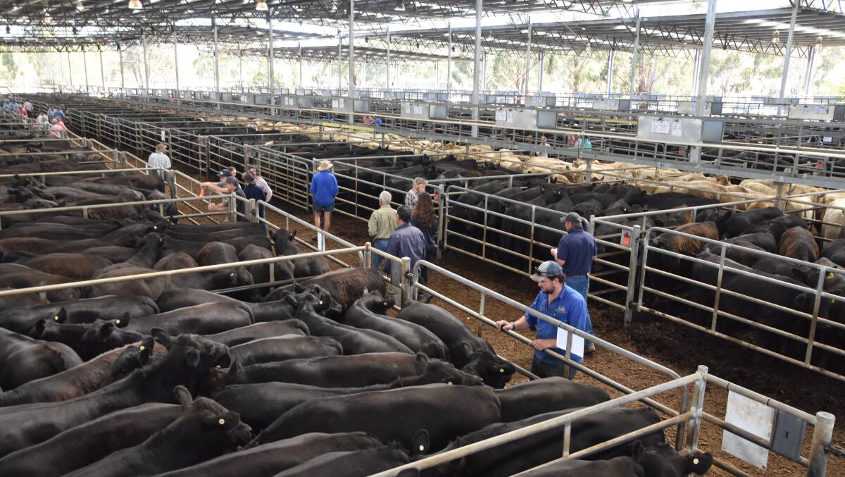 DEMAND: Two volume buyers bought a majority of the cattle on offer at Yea on Friday. File photo.