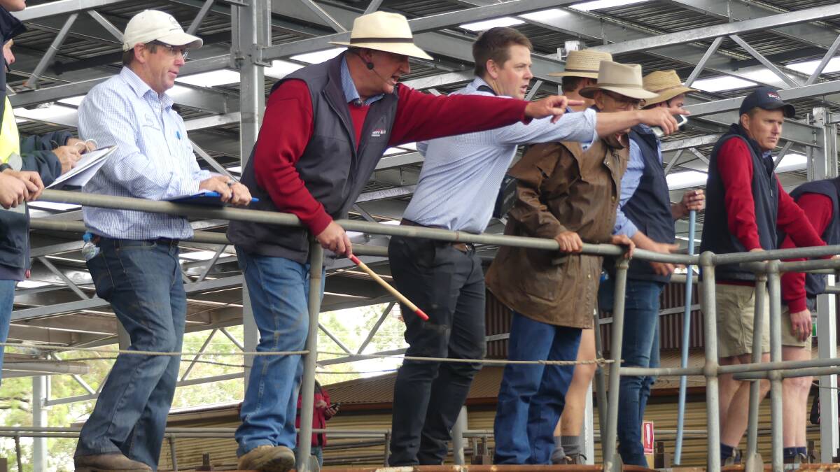 DEMAND: Feedlotters are expected to underpin weaner sales in western Victoria, backed up by bullock buyers and backgrounders.