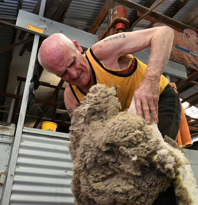 Fifty years: Trevor Kearns tackles yet another sheep. He's shorn well over a million. Picture: Lachlan Bence.
