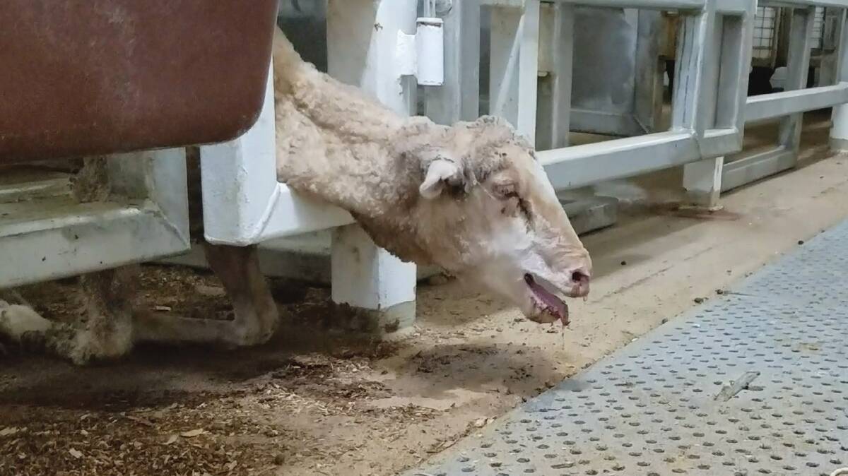Shocking footage showed sheep dying in horrific conditions on a ship to the Middle East in August last year. Photo: Animals Australia