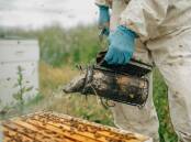 Top tech: The three start-ups use remote-sensing technologies to assist beekeepers and consumers throughout the supply chain.