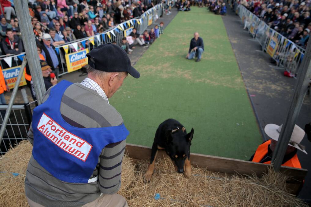High jump: Murray Davis watches as his kelpie Cooper gets up over the wall during the Dog Jump at the Australian Kelpie Muster 2015. Picture: ROB GUNSTONE