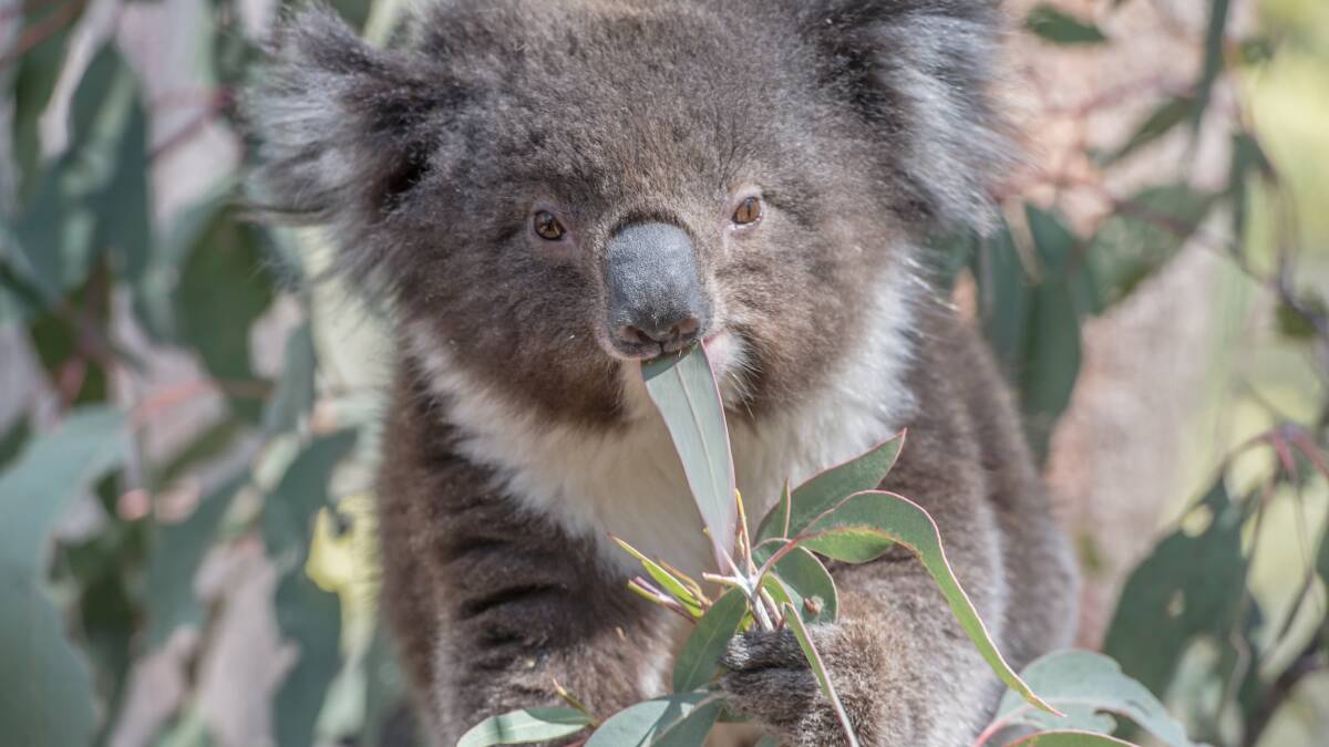 IN DANGER: Even before the fires, koalas had seen a 26 per cent decline in numbers in NSW. Photo by Karleen Minney